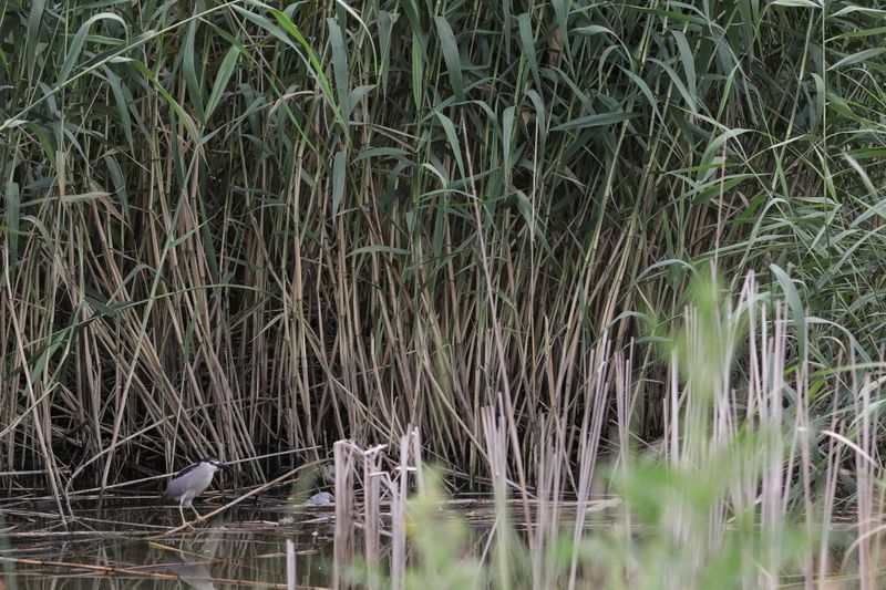 &copy; Reuters. A black-crowned night heron is perched on a reed on Dobroesti lake, in Dobroesti, Romania June 16, 2021.  Picture taken June 16, 2021. Inquam Photos/Octav Ganea via REUTERS