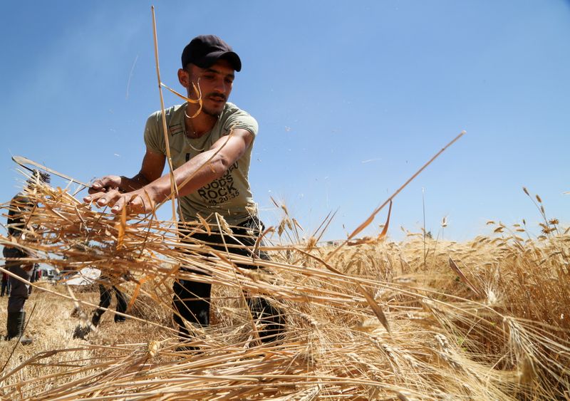 © Reuters. A farmer harvests wheat in a field in Deir Khabieh, Damascus suburbs, Syria June 17, 2021. REUTERS/Yamam al Shaar