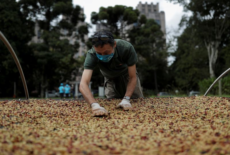 © Reuters. Homem espalhando grãos em maior plantação urbana de café, em São Paulo, Brasil. 
08/05/2021
REUTERS/Amanda Perobelli