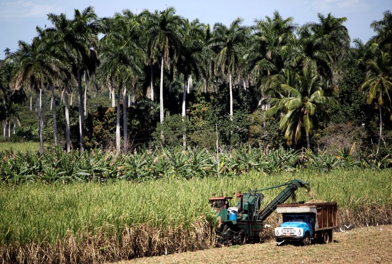 &copy; Reuters. Campo de cana-de-açúcar na vila de Villa Clara, na Cuba.
28/02/2010 
REUTERS/Desmond Boylan