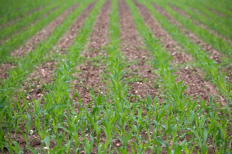 &copy; Reuters. Plantação de milho em Montbert, próximo à Nantes, na França. 
05/06/2018 
REUTERS/Stephane Mahe