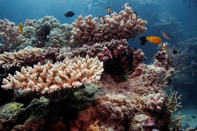 &copy; Reuters. جزء من الحاجز المرجاني العظيم في أستراليا بصورة من أرشيف رويترز.