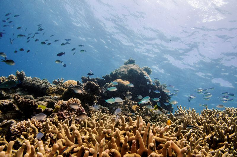 La Grande Barrière de corail devrait être classée 