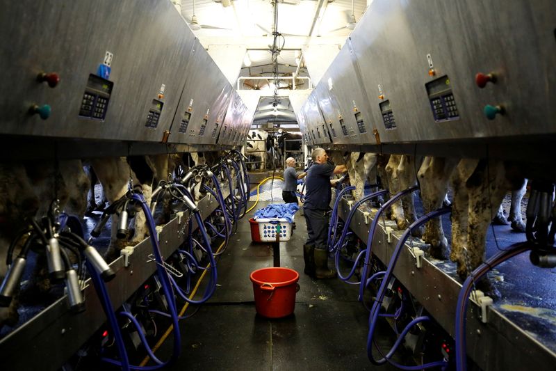 &copy; Reuters. FILE PHOTO: Farmers milk cows at a dairy farm in South Mountain, Ontario, Canada, June 29, 2018. REUTERS/Chris Wattie