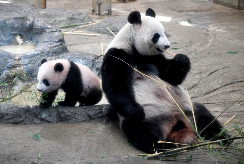 &copy; Reuters.  パンダ関連銘柄が堅調。上野動物園のジャイアントパンダ、シンシンが双子のパンダを出産したと複数のメディアが報じたことを受け、買いが先行。上野に店を構える東天紅は一時１０％