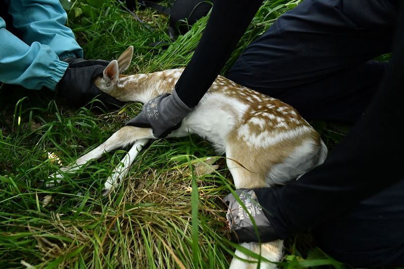 © Reuters. Laura Griffin, PHD student in Wildlife, Ecology and Behaviour at University College Dublin (UCD) restrains a days old fawn as Zoology student Ellen O'Hagan holds its head during the UCD fawn tagging programme where they catch, weigh, sample DNA, measure and tag fawns as part of the annual June stocktake of each of the Phoenix Park's newborn fallow deer fawns which number on average at 100 born each year, in Dublin, Ireland June 22, 2021. Picture taken June 22, 2021. REUTERS/Clodagh Kilcoyne
