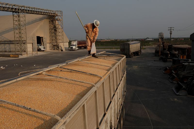 © Reuters. Trabalhador coletando amostra de milho importado do Brasil em Tuxpan, no México. 
21/02/2018 
REUTERS/Henry Romero