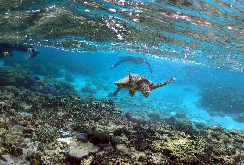 &copy; Reuters. オーストラリアを象徴するサンゴ礁「グレートバリアリーフ」に迫る脅威について国連が警鐘を鳴らしたことに対し、環境保護活動家や研究者は２３日、同国政府がもっと思い切った気候変