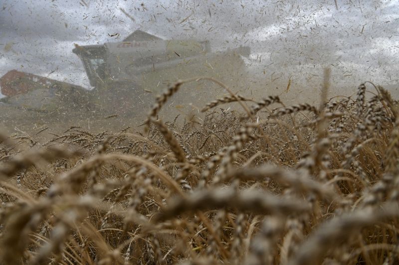 &copy; Reuters. A combine harvests wheat in a field of Triticum farm in Omsk region, Russia September 16, 2020. Picture taken September 16, 2020.  REUTERS/Alexey Malgavko