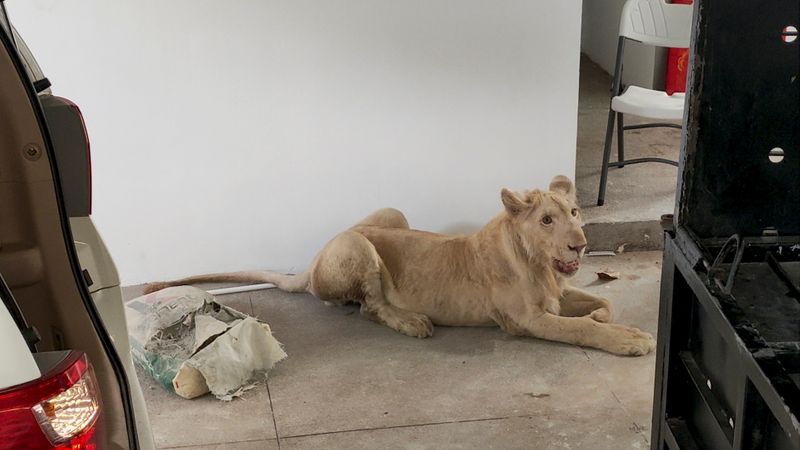 &copy; Reuters. Un león mascota está sentado luego de ser incautado por las autoridades desde la casa de un hombre chino en Camboya, luego de uqe apareció en un video de TikTok. Imagen sin fecha entregada el 28 de junio, 2021. Wildlife Alliance via REUTERS