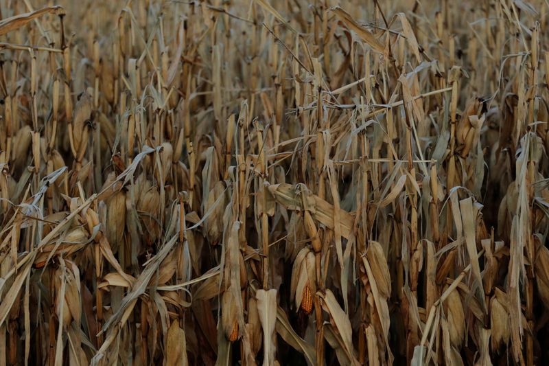 © Reuters. Geada cobre campo de milho em Akron, Iowa, EUA. 
28/10/2017  
REUTERS/Lucas Jackson