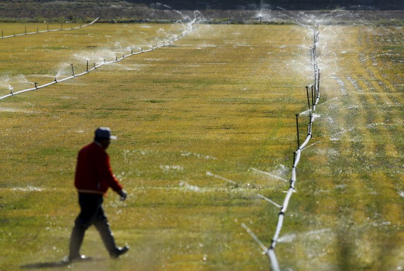 &copy; Reuters. FILE PHOTO: A worker adjusts a water irrigation system in a field near San Ysidro, California March 31, 2016.  REUTERS/Mike Blake