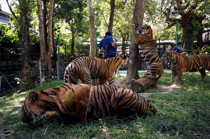 &copy; Reuters. نمور في حديقة مملكة النمور بجزيرة بوكيت يوم الاثنين. تصوير: يورج سيلفا - رويترز