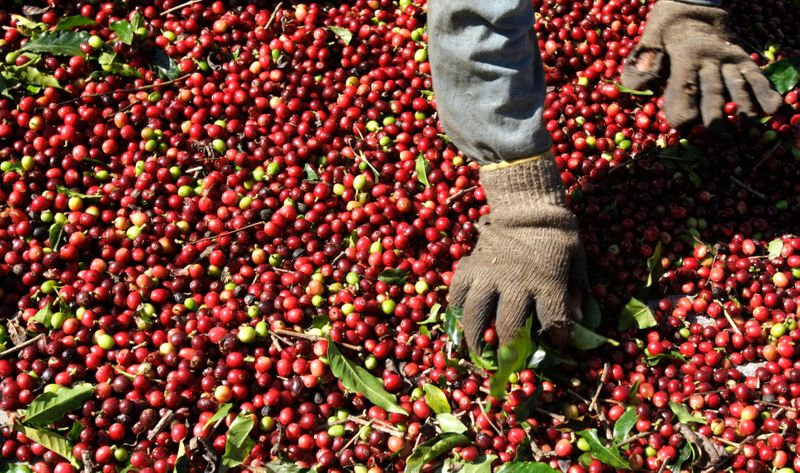 © Reuters. Agricultor seleciona grãos de café arábica em Alfenas (MG) 
08/07/2008
REUTERS/Paulo Whitaker 