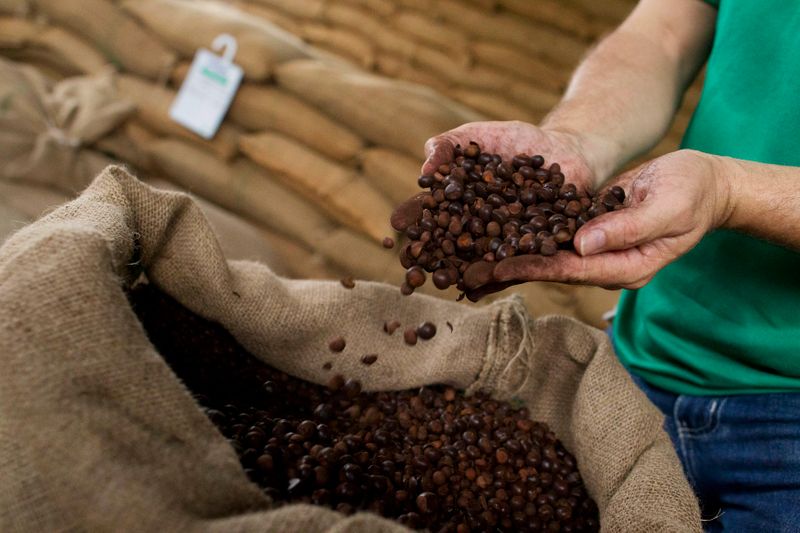 &copy; Reuters. Imagen de archivo de un trabajador mostrando café tostado en una granja en Maues, a 256 kilómetros al este de Manaos, en la amazonía de Brasil. 30 de noviembre, 2012. REUTERS/Bruno Kelly/Archivo