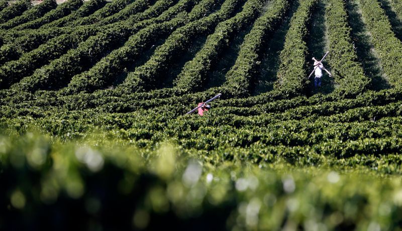 Áreas agrícolas do Brasil não registram geada nesta sexta, diz Rural Clima