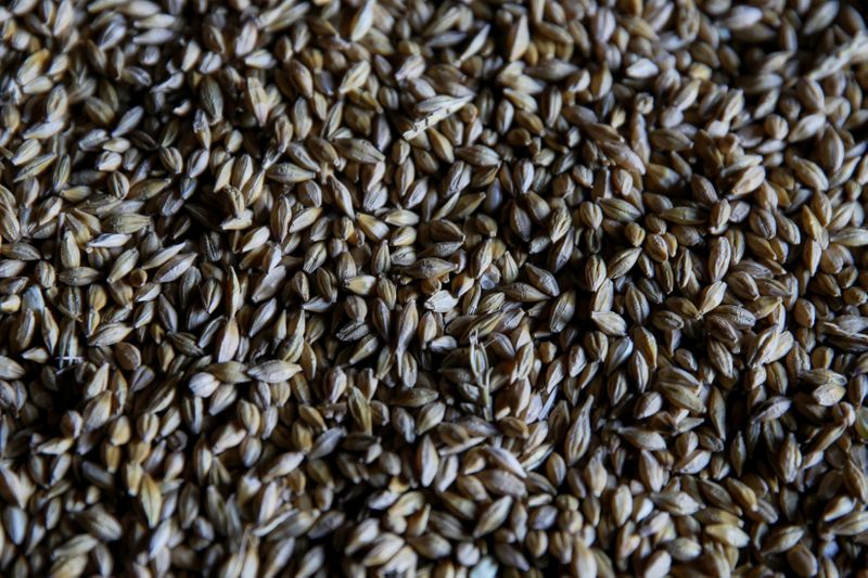 &copy; Reuters. Barley grains are seen at a grain store in the village of Zhovtneve in Kiev Region, Ukraine, July 14, 2016.  REUTERS/Valentyn Ogirenko
