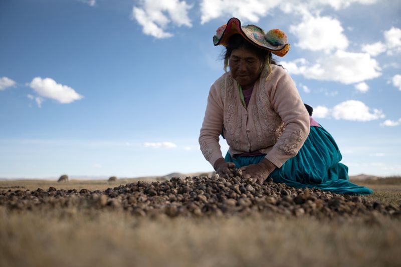 &copy; Reuters. Maxima Ccalla moves dehydrated potatoes on a field in the Carata peasant community, in Puno, Peru June 18, 2021. Picture taken June 18, 2021. REUTERS/Angela Ponce