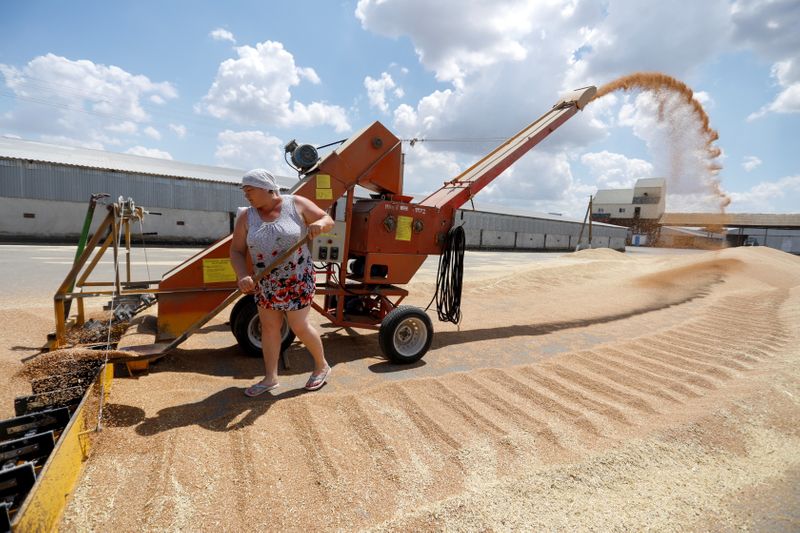 &copy; Reuters. An employee loads wheat near a grain store in the settlement of Raduga in Stavropol Region, Russia June 30, 2021. REUTERS/Eduard Korniyenko