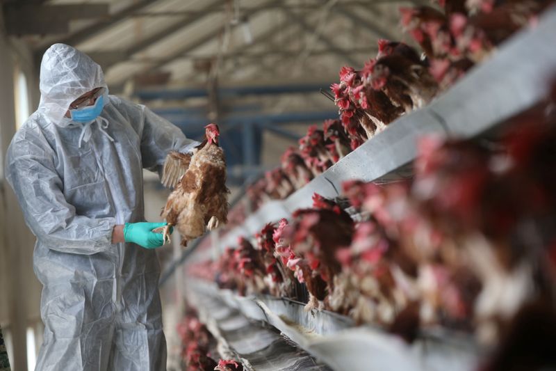 &copy; Reuters. Fazenda de carne de frango, em Xiangyang, China. 
03/02/2017  
REUTERS/Stringer