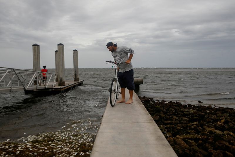 © Reuters. Boat Captain Bernie Vinoski looks at dead fish at Bay Vista Park, as Elsa strengthened into a Category 1 hurricane hours before an expected landfall on Florida's northern Gulf Coast, in St. Petersburg, Florida, U.S.  July 6, 2021. REUTERS/Octavio Jones      