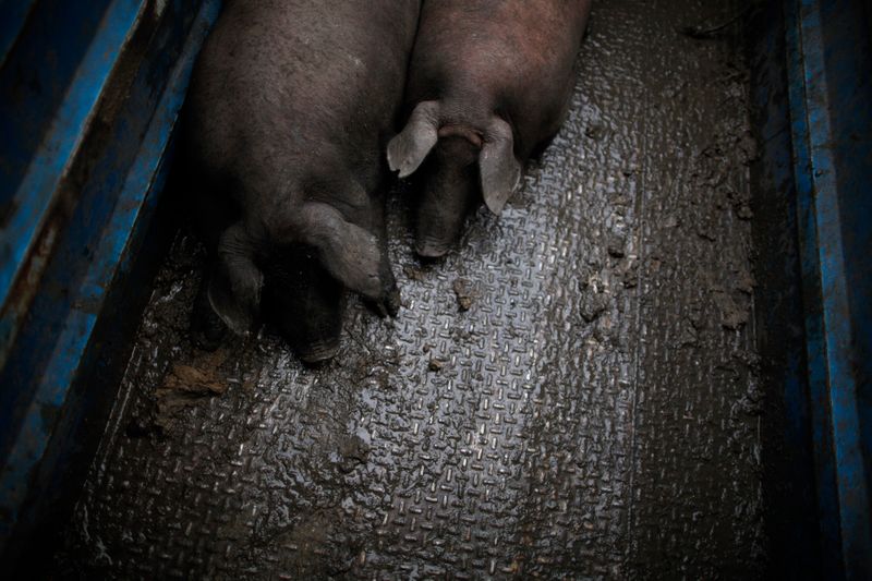 &copy; Reuters. FOTO DE ARCHIVO: Cerdos dentro de un remolque antes de ser sacrificados en Alpandeire, sur de España, el 28 de enero de 2011. REUTERS/Jon Nazca
