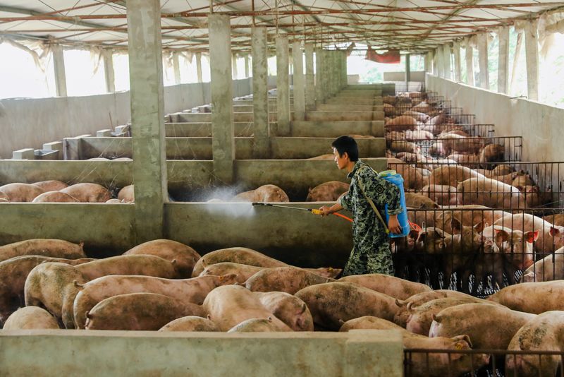&copy; Reuters. Criação de suínos em Guangan, na província chinesa de Sichuan 
27/08/2019
REUTERS/Stringer 
