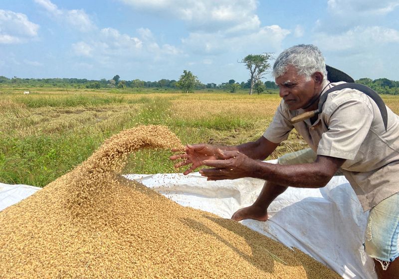 &copy; Reuters. W.M. Seneviratne, a rice farmer works on a paddy field in Agbopura, Sri Lanka  February 16, 2022. REUTERS/Devjyot Ghoshal   