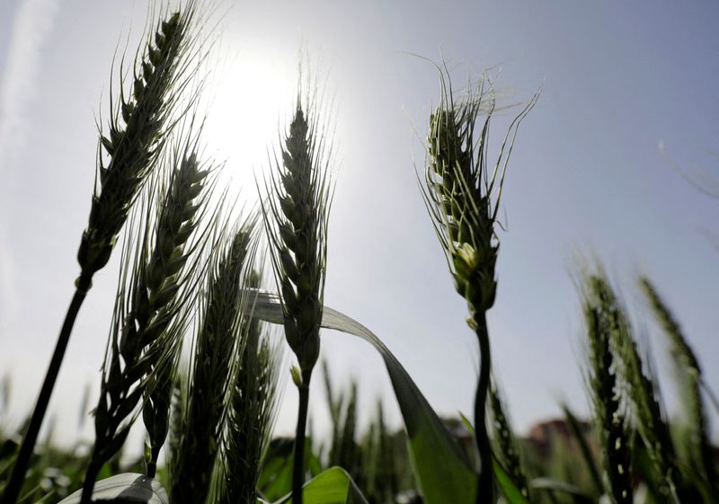 &copy; Reuters. FILE PHOTO: Stalks of wheat are seen at a field in El-Kalubia governorate, northeast of Cairo, March 1, 2022. REUTERS/Mohamed Abd El Ghany/File Photo