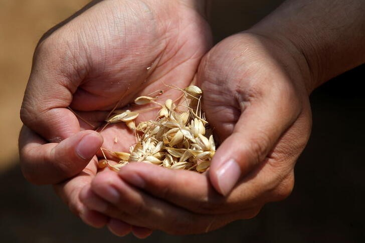 &copy; Reuters. Imagen de archivo de un trabajador muestra granos de trigo en una plantación de Handan, China.