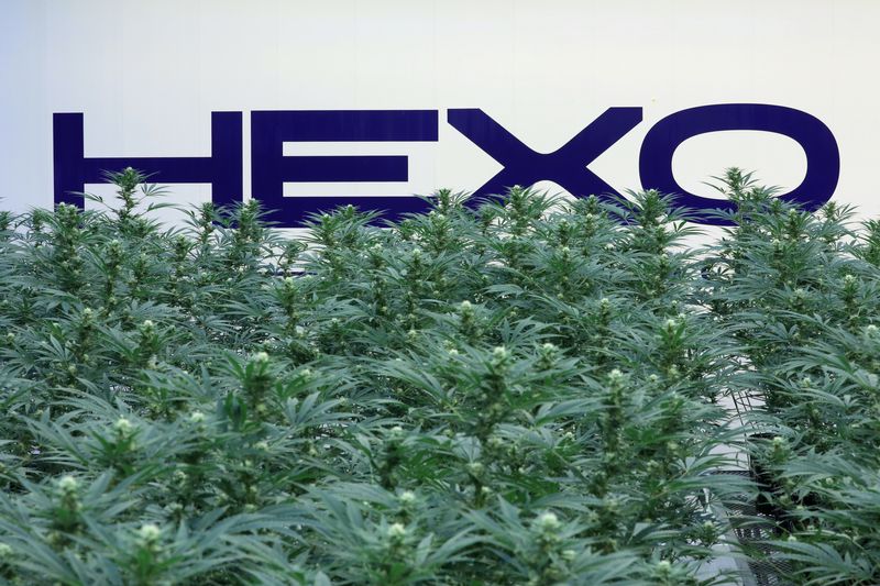 &copy; Reuters. FILE PHOTO: A Hexo Corp logo is pictured behind cannabis plants at their facilities in Gatineau, Quebec, Canada, September 26, 2018. REUTERS/Chris Wattie/