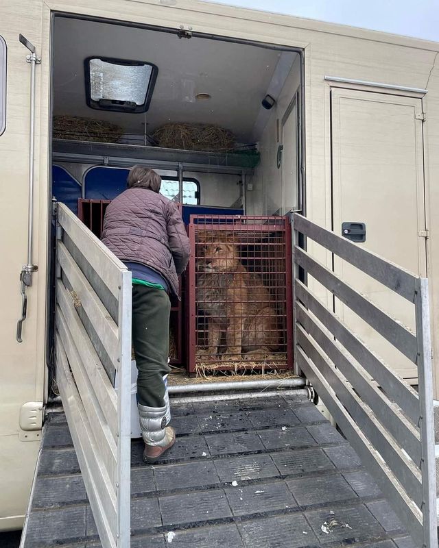 &copy; Reuters. Leões e tigres são levados da Ucrânia para local seguro em zoológico polonês
02/03/2022
Poznan Zoo via REUTERS 