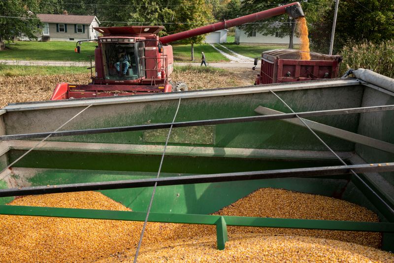 &copy; Reuters. Don Nething, 62, transfers a load of corn frm the combine harvester in Ravenna, Ohio, U.S., October 11, 2021.   REUTERS/Dane Rhys