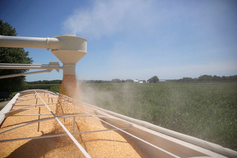 &copy; Reuters. FILE PHOTO: Corn is loaded into a truck at a farm in Tiskilwa, Illinois, U.S., July 6, 2018.  REUTERS/Daniel Acker/File Photo