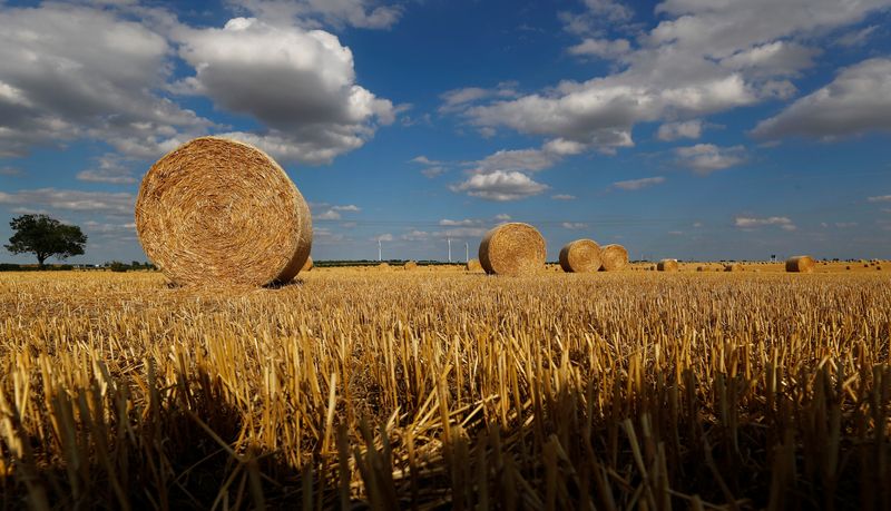 &copy; Reuters. ドイツ農業省のシルビア・ベンダー次官は１０日、食料の輸出を縮小する国が増えていることに懸念を示した。ドイツが議長国を務める先進７カ国（Ｇ７）は１１日、農相会合を開催し、ロ