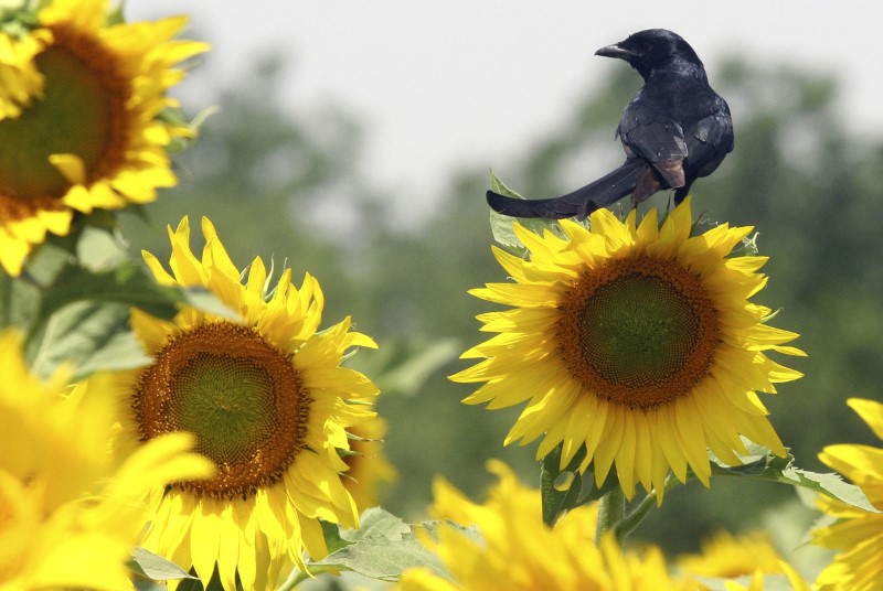 &copy; Reuters. FOTO DE ARCHIVO: Un pájaro posado sobre un girasol en la aldea de Chunni, en el estado de Punjab, India, el 6 de mayo de 2009. REUTERS/Ajay Verma