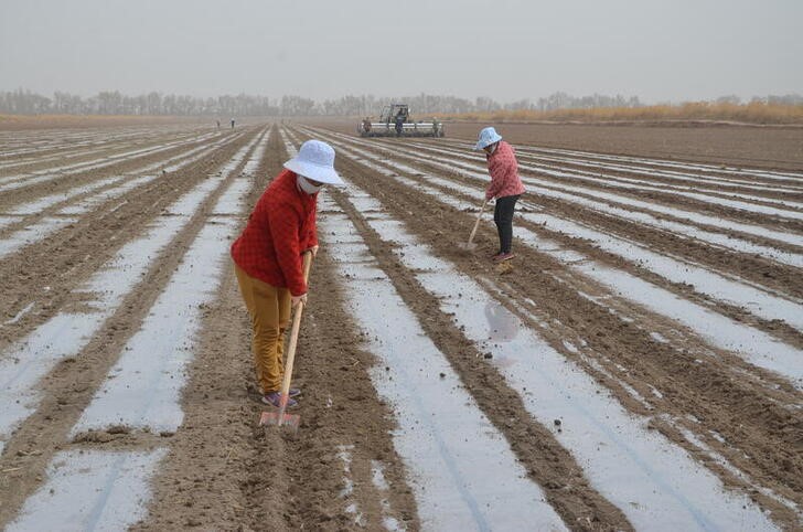 &copy; Reuters. Foto de archivo ilustrativa de un campo de algodón en Alar, en la región de Xinjiang 
Mar 26, 2021. 
China Daily via REUTERS  
ATENCIPON EDITORES, ESTA IMAGEN FUE PROPORCIONADA POR UNA TERCERA PARTE, PROHIBIDO SU USO EN CHINA 