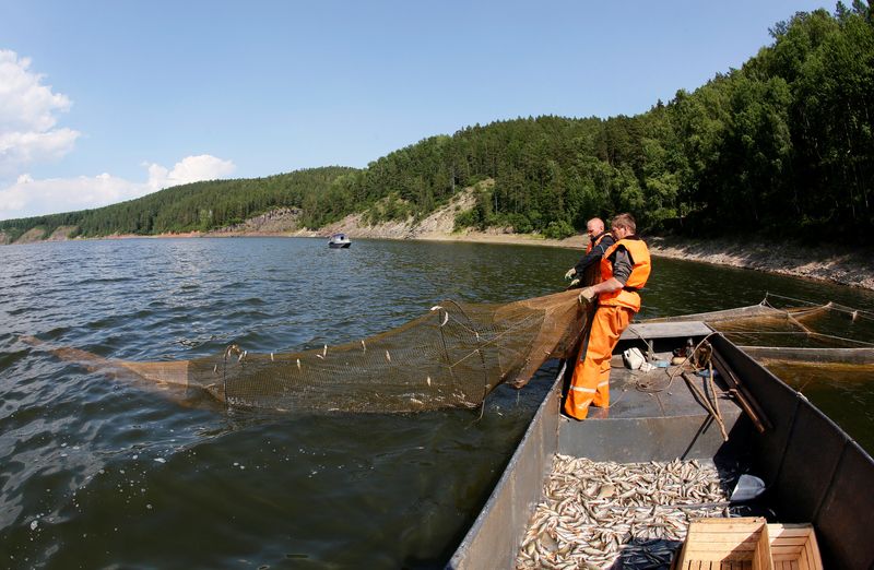 &copy; Reuters. FILE PHOTO: Fishermen of the Maltat fish-breeding and fish-canning complex pull a net containing fish at the Sisim Gulf of the Yenisei River outside the village of Primorsk in Krasnoyarsk region, Siberia, Russia, June 21, 2016. REUTERS/Ilya Naymushin