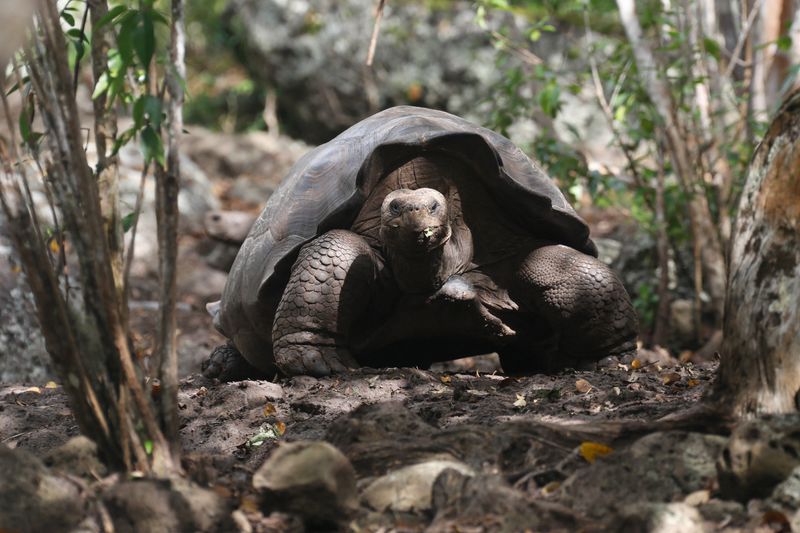 &copy; Reuters. Uma tartaruga, anteriormente identificada como Chelonoidis chathamensis, corresponde geneticamente a uma espécie diferente, segundo um estudo de cientistas do Parque Nacional de Galápagos.
16/01/2019
Galapagos National Park/Divulgação via REUTERS