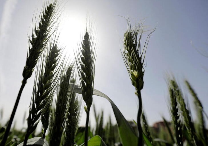 &copy; Reuters.   ３月１１日、国連食糧農業機関（ＦＡＯ）は、ロシアのウクライナ侵攻で世界の食料・飼料価格が最大約２０％上昇する可能性があるとの見方を示した。写真は１日、カイロ近郊の小麦畑