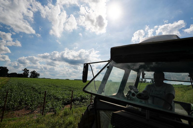 &copy; Reuters. FILE PHOTO: A trucker drives past a soy plantation affected by a long drought that finally ended this month by the arrival of rain, in a farm in 25 de Mayo, in the outskirts of Buenos Aires, Argentina January 24, 2022.  REUTERS/Agustin Marcarian