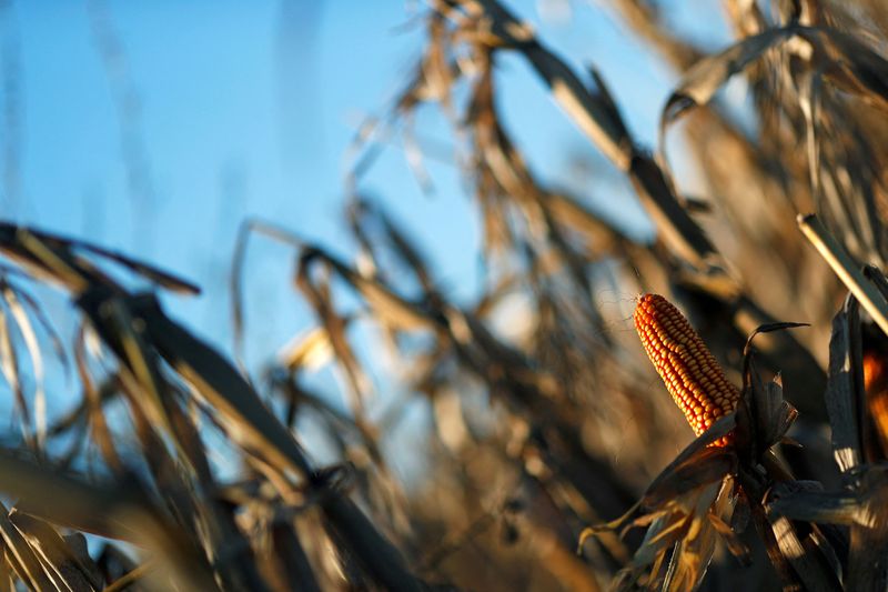 &copy; Reuters. FILE PHOTO: Corn plants are seen on a farmland in Chivilcoy, on the outskirts of Buenos Aires, Argentina April 8, 2020.  REUTERS/Agustin Marcarian