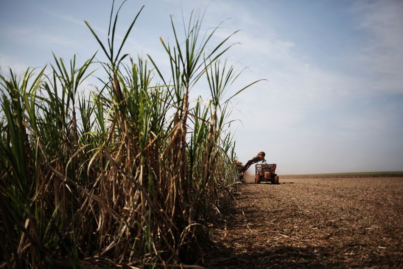 © Reuters. Caña de azúcar en finca propiedad de Grupo Moreno, Ribeirão Preto, Brasil, 15 septiembre 2016.
REUTERS/Nacho Doce 