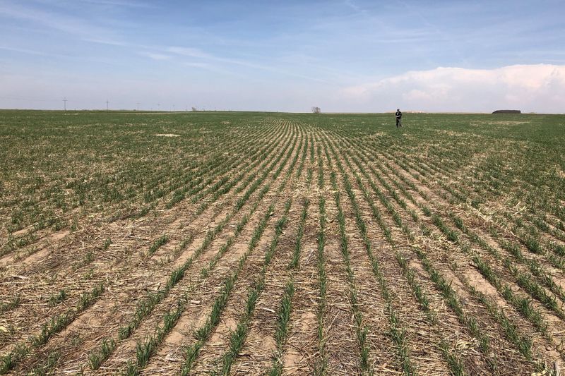 &copy; Reuters. FILE PHOTO: Wheat fields show drought affects near Colby, Kansas, U.S., May 1, 2018. Picture taken on May 1, 2018.  REUTERS/Michael Hirtzer/File Photo