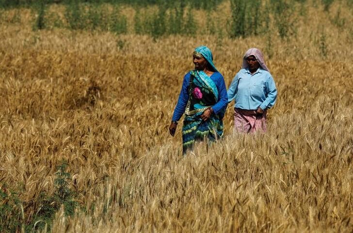 &copy; Reuters. FOTO DE ARCHIVO. Dos mujeres atraviesan un campo de trigo en su camino a una estación de votación en el estado de Uttar Pradesh, en el norte de India. REUTERS/Anushree Fadnavis/File Photo