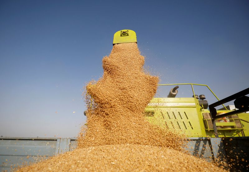 © Reuters. A combine deposits harvested wheat in a tractor trolley at a field on the outskirts of Ahmedabad, India, March 16, 2022. REUTERS/Amit Dave