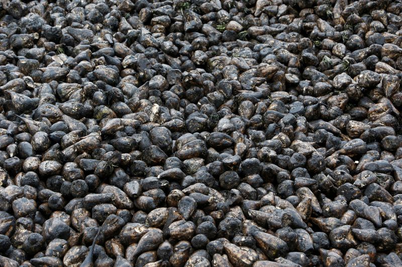 &copy; Reuters. FILE PHOTO: Sugar beets are pictured at Znamensky Sugar Plant, owned by Russian farming conglomerate Rusagro (Ros Agro Plc), in the settlement of Znamenka, in Tambov region, Russia October 13, 2017. REUTERS/Sergei Karpukhin