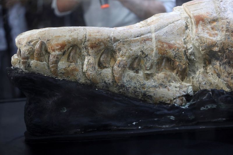 &copy; Reuters. Un fósil de ballena Basilosaurio que data de hace 36 millones de años se exhibe en el Museo de Historia Natural después de su descubrimiento en el desierto de Ocucaje, en Lima, Perú, el 17 de marzo de 2022. REUTERS/Sebastian Castaneda
