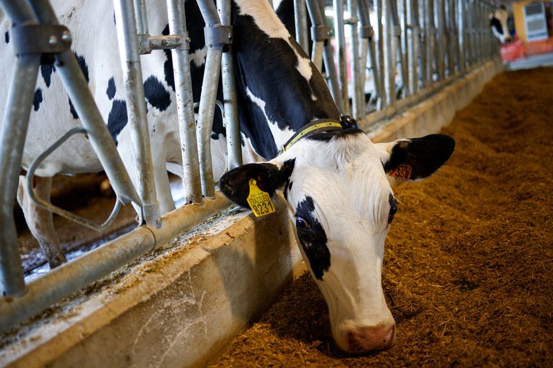 &copy; Reuters. Una vaca saca la cabeza de un corral para comer en la granja Cirio Agricola, ya que el conflicto en Ucrania está teniendo grandes repercusiones en el mercado de las materias primas agrícolas, afectando al sector ganadero italiano, muy dependiente de las