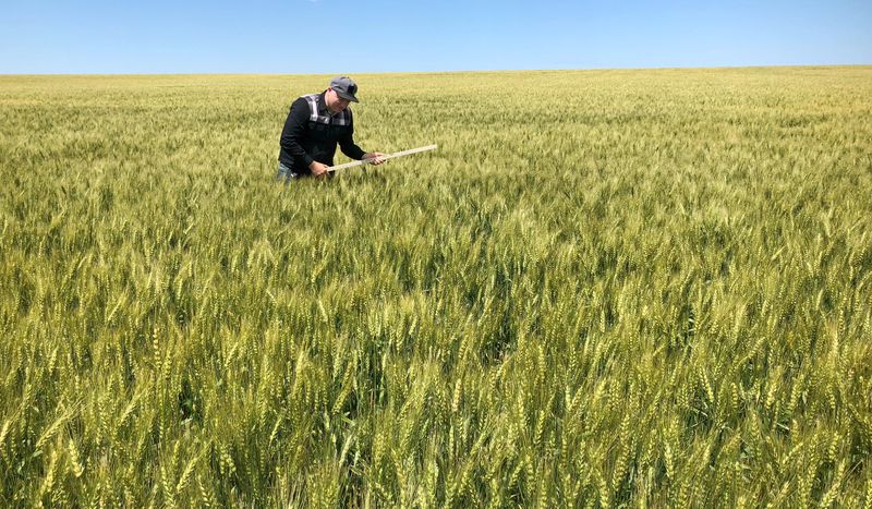 &copy; Reuters. FILE PHOTO: A scout on a Wheat Quality Council tour checks a spring wheat field in east-central North Dakota, U.S., July 24, 2018.  Photo taken July 24, 2018.  REUTERS/Julie Ingwersen